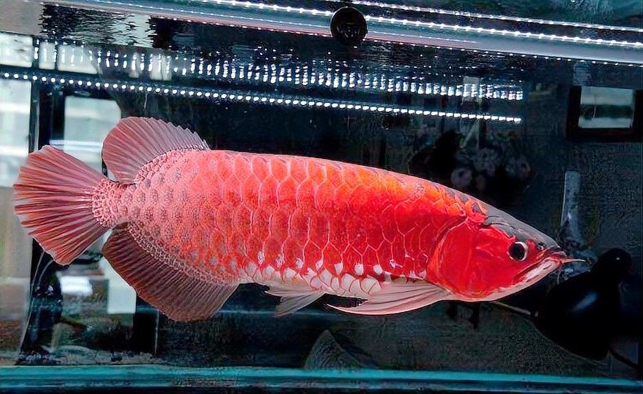 如何優化印尼紅龍魚的飼養環境（drwheelcraft紅龍魚飼養環境優化建議）