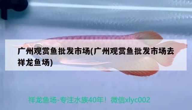 廣州觀賞魚批發市場(廣州觀賞魚批發市場去祥龍魚場)（廣州有哪些觀賞魚市場？）