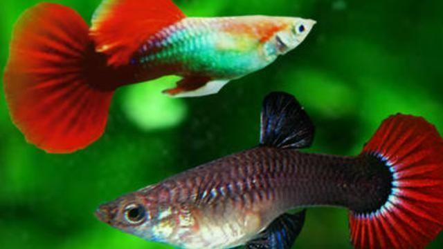 斑馬狗頭和龍魚混養(yǎng)好不好，關(guān)于斑馬狗頭和龍魚混養(yǎng)的疑問