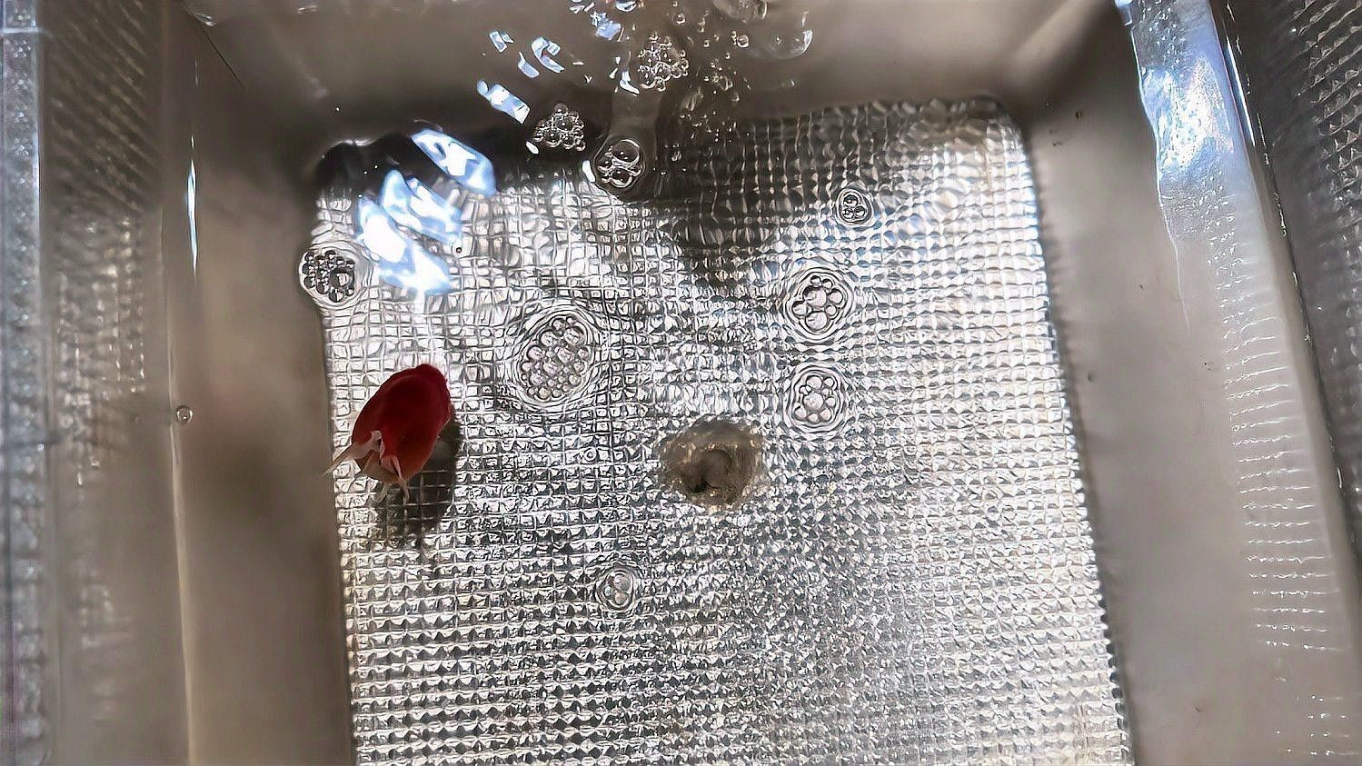 龍魚炸鱗后多久會開始惡化