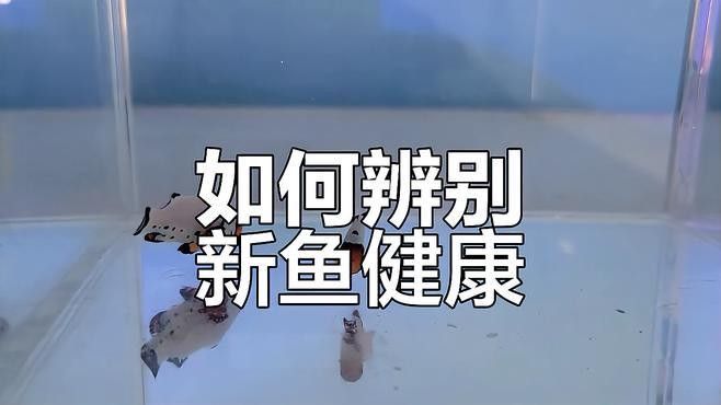如何判斷新魚是否健康（如何判斷一條健康的魚）