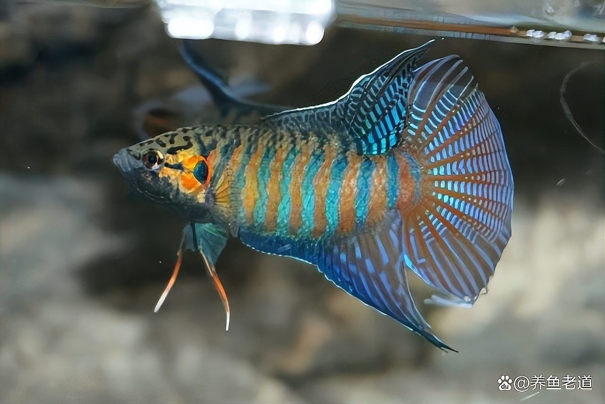 如何判斷新魚是否健康（如何判斷一條健康的魚）