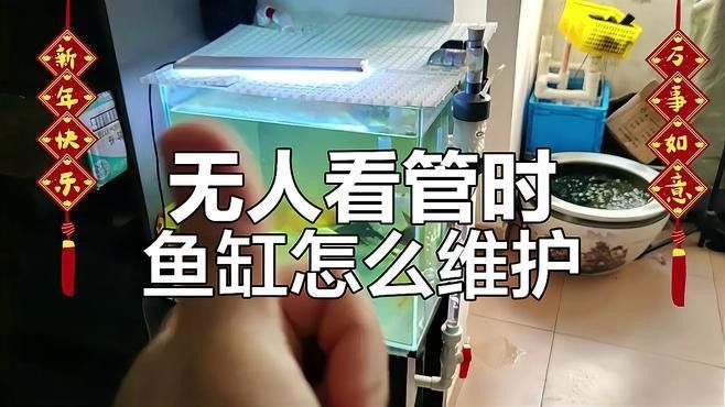推薦幾款適合火龍魚的過濾器（幾款適合火龍魚的過濾器推薦）