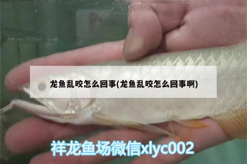 龍魚亂咬怎么回事(龍魚亂咬怎么回事啊)（龍魚亂咬怎么回事）