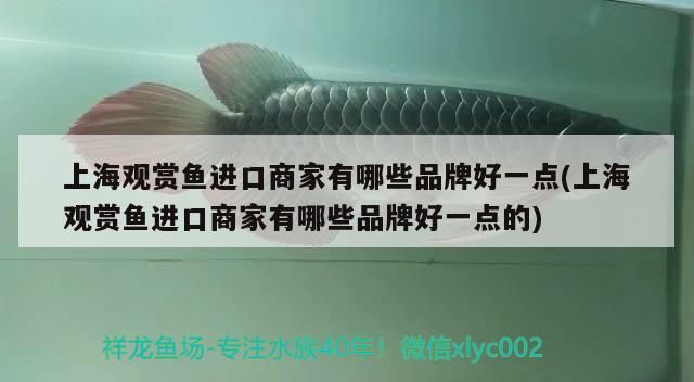 上海觀賞魚進口商家有哪些品牌好一點(上海觀賞魚進口商家有哪些品牌好一點的)（上海觀賞魚進口商家有哪些品牌好一點）