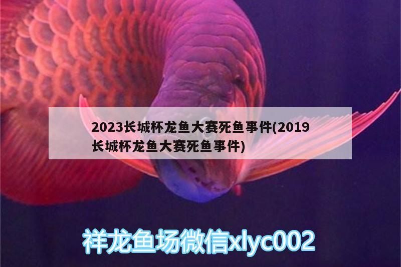 2023長城杯龍魚大賽死魚事件(2019長城杯龍魚大賽死魚事件)（2023長城杯龍魚大賽死魚事件具體應該怎么治療呢）