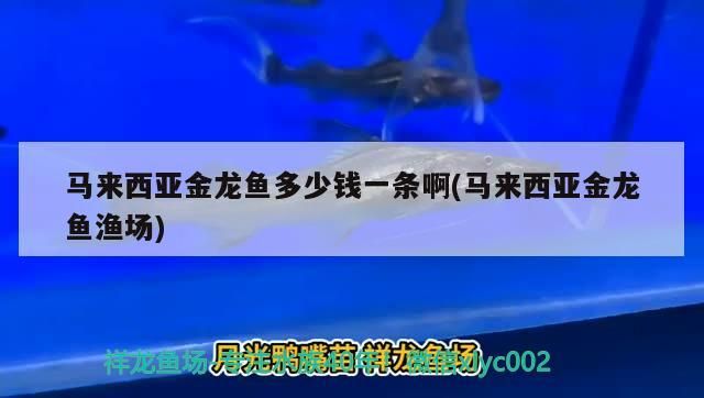 馬來西亞金龍魚多少錢一條啊(馬來西亞金龍魚漁場)（馬來西亞金龍魚多少錢一條）
