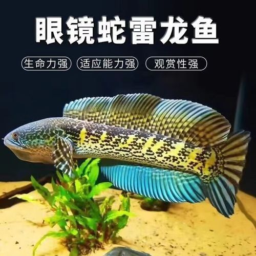 黃金眼鏡蛇雷龍魚的價格范圍（黃金眼鏡蛇雷龍魚價格） 黃金眼鏡蛇雷龍魚的價格范圍（黃金眼鏡蛇雷龍魚價格） 龍魚百科 第3張