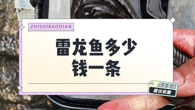 黃金眼鏡蛇雷龍魚的價格范圍（黃金眼鏡蛇雷龍魚價格） 黃金眼鏡蛇雷龍魚的價格范圍（黃金眼鏡蛇雷龍魚價格） 龍魚百科 第4張