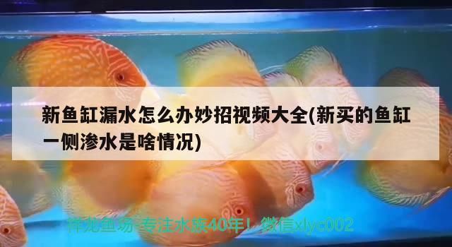 新魚缸漏水怎么辦妙招視頻大全(新買的魚缸一側滲水是啥情況)（新買的魚缸漏水怎么辦）