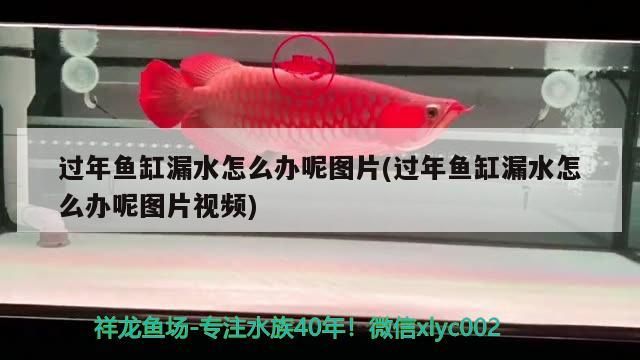 龍魚 過年魚缸漏水怎么辦呢圖片(過年魚缸漏水怎么辦呢圖片視頻)(過年期間魚缸漏水怎么辦) 觀賞魚百科 過年魚缸漏水怎么辦呢圖片(過年魚缸漏水怎么辦呢圖片視頻)(過年期間魚缸漏水怎么辦) 過年魚缸漏水怎么辦呢圖片(過年魚缸漏水怎么辦呢圖片視頻)(過年期間魚缸漏水怎么辦) 觀賞魚百科