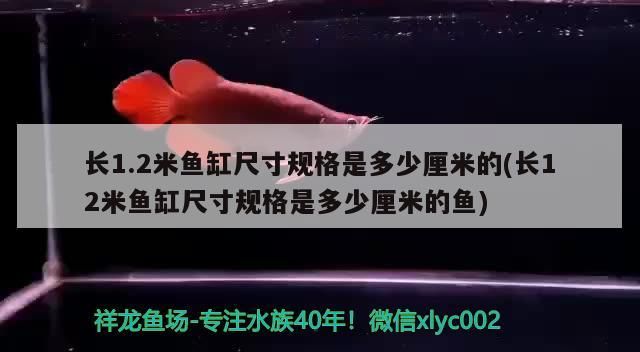 長1.2米魚缸尺寸規格是多少厘米的(長12米魚缸尺寸規格是多少厘米的魚)（長1.2米魚缸尺寸規格是多少厘米的）