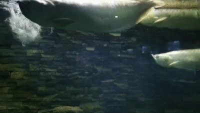 徐州鼓樓哪個水族館龍魚好？祥龍魚場龍魚（徐州鼓樓區有哪些水族館？） 徐州鼓樓哪個水族館龍魚好？祥龍魚場龍魚（徐州鼓樓區有哪些水族館？） 龍魚百科 第6張