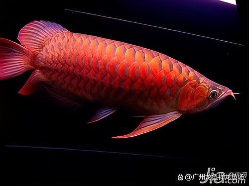 F3和F4紅龍魚哪個更值錢？（f3和f4紅龍魚哪個更值錢）