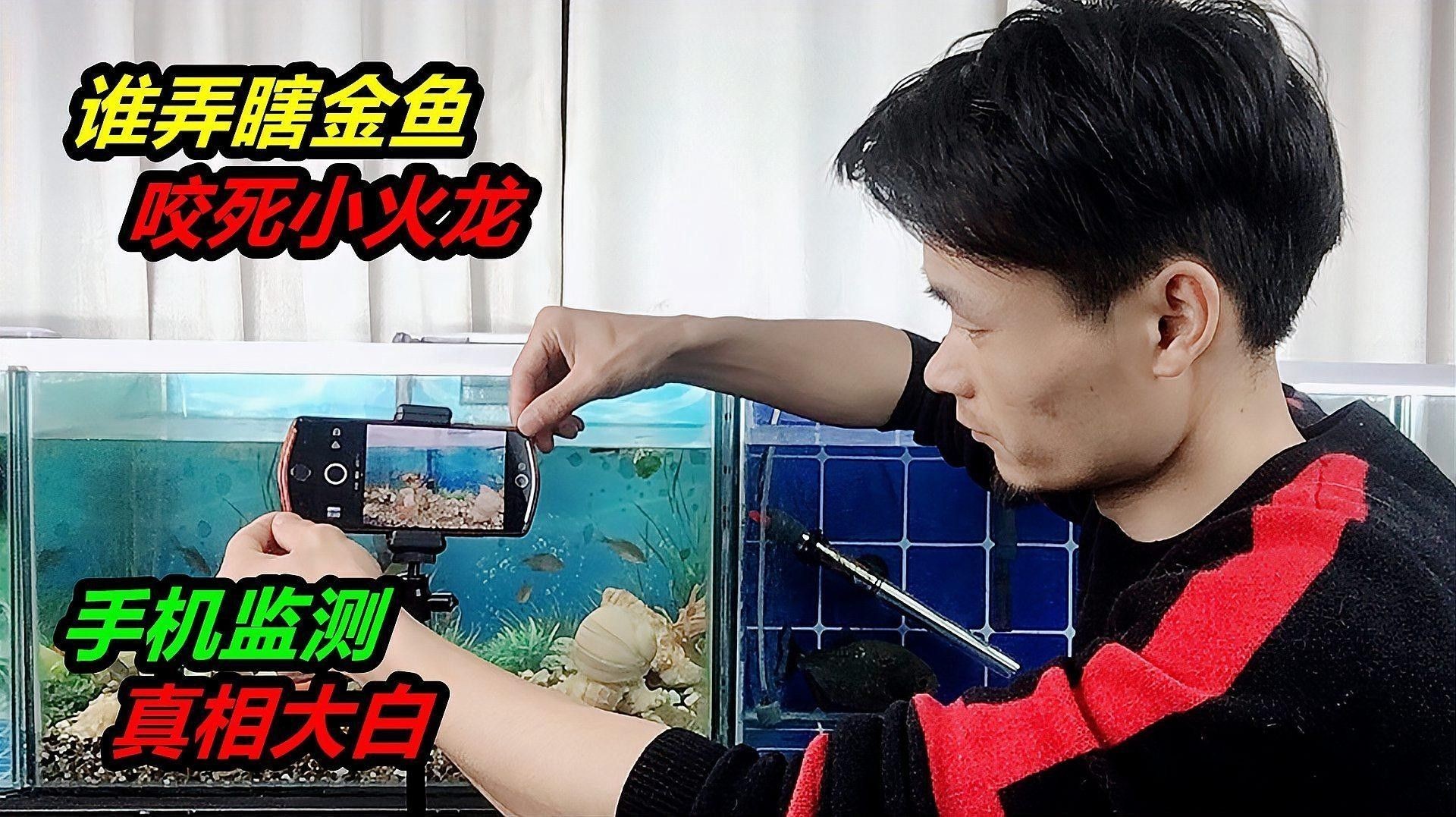 火龍魚和金魚混養案例（火龍魚和金魚混養的注意事項）