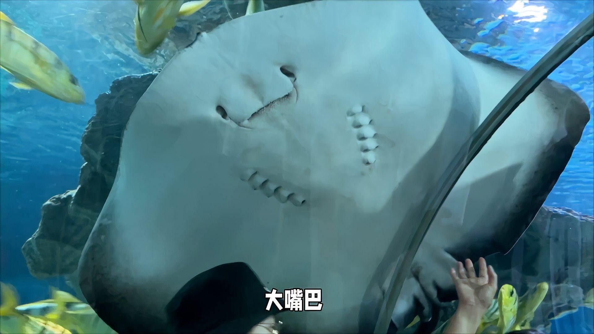 朝陽哪個水族館龍魚好？祥龍魚場龍魚（北京富國海底世界北京富國海底世界北京富國海底世界攜程攻略）