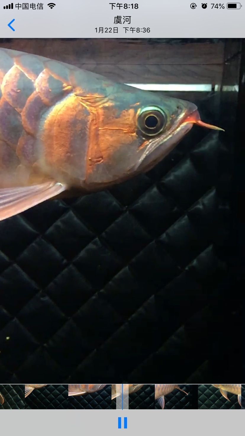 這龍魚是鯊魚嘴嗎（這個龍魚是鯊魚嘴嗎？）