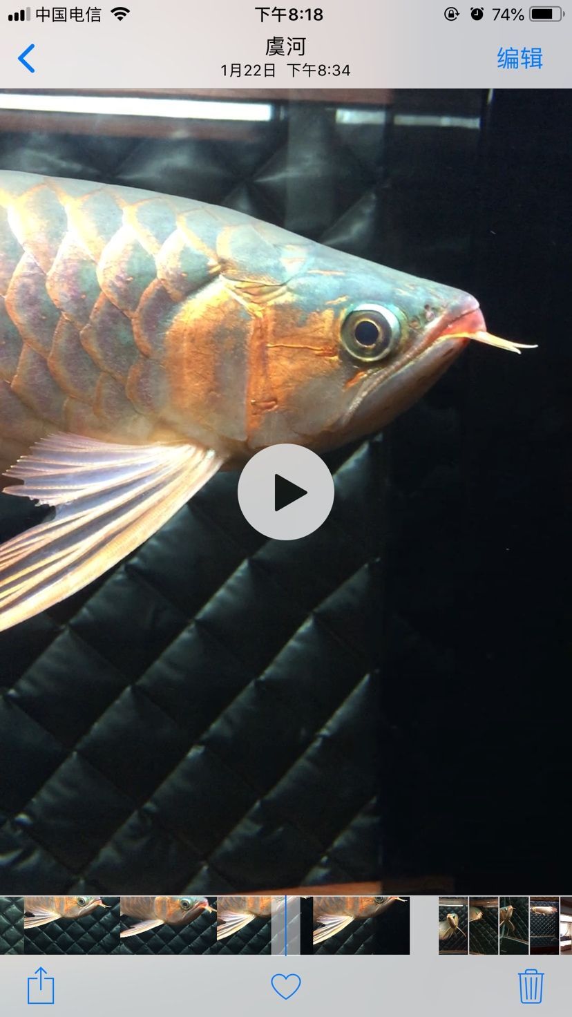 這龍魚是鯊魚嘴嗎（這個龍魚是鯊魚嘴嗎？）