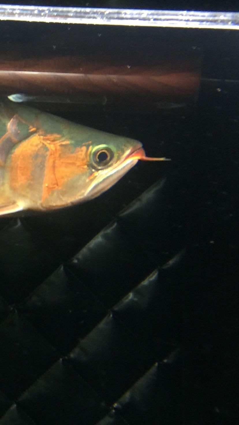 這龍魚是鯊魚嘴嗎（這個龍魚是鯊魚嘴嗎？） 這龍魚是鯊魚嘴嗎（這個龍魚是鯊魚嘴嗎？） 觀賞魚百科 第4張