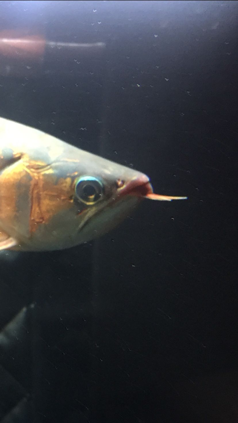 這龍魚是鯊魚嘴嗎（這個龍魚是鯊魚嘴嗎？）