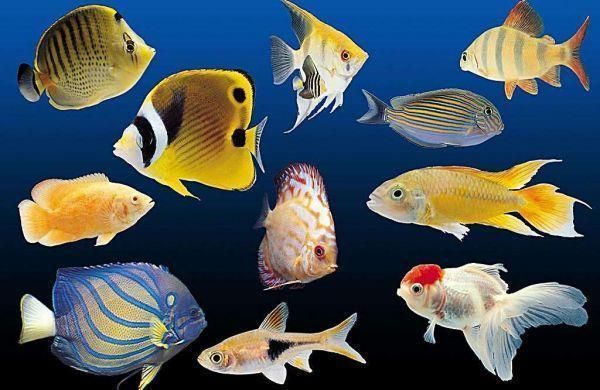 濟南水族批發市場祥龍魚場地址（濟南水族批發市場祥龍魚場地址在哪里）（濟南水族批發市場祥龍魚場地址）