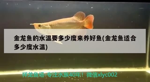 金龍魚的水溫要多少度來養(yǎng)好魚(金龍魚適合多少度水溫)（養(yǎng)金龍魚的注意事項(xiàng)）
