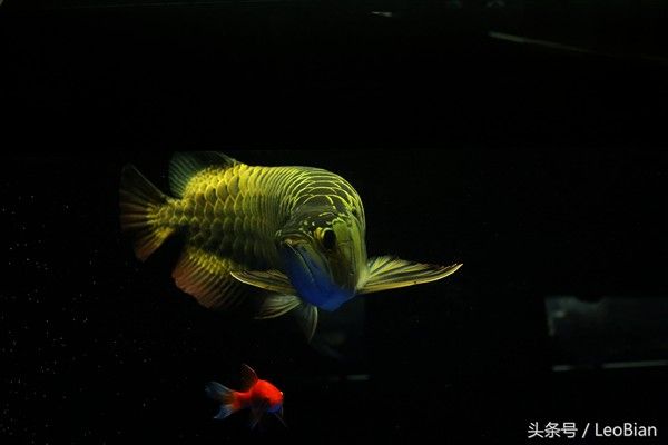 如何預(yù)防龍魚(yú)再次受驚（如何預(yù)防龍魚(yú)受驚？）