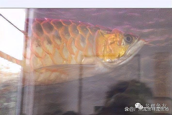 如何預(yù)防龍魚(yú)再次受驚（如何預(yù)防龍魚(yú)受驚？）