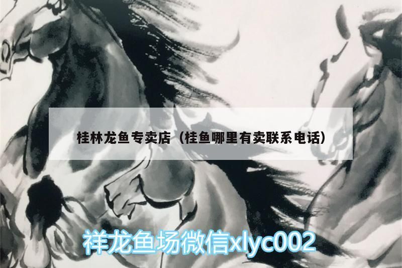 桂林龍魚專賣店（桂魚哪里有賣聯系電話）（桂林龍魚專賣店怎么找）