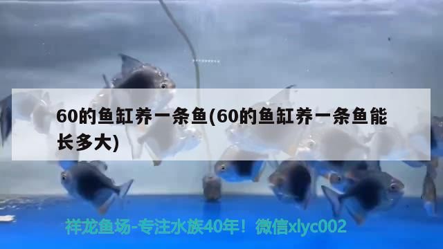 60的魚缸養一條魚(60的魚缸養一條魚能長多大)（60的魚缸養一條魚能長多大）