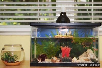 室內裝修魚缸好嗎視頻（室內裝修中魚缸圖片欣賞） 室內裝修魚缸好嗎視頻（室內裝修中魚缸圖片欣賞） 觀賞魚百科 第4張