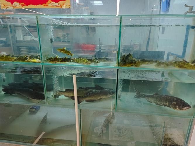 鐵嶺哪個水族館龍魚好？祥龍魚場龍魚（廣州祥龍魚場，青松龍魚水族館boss直聘聽）