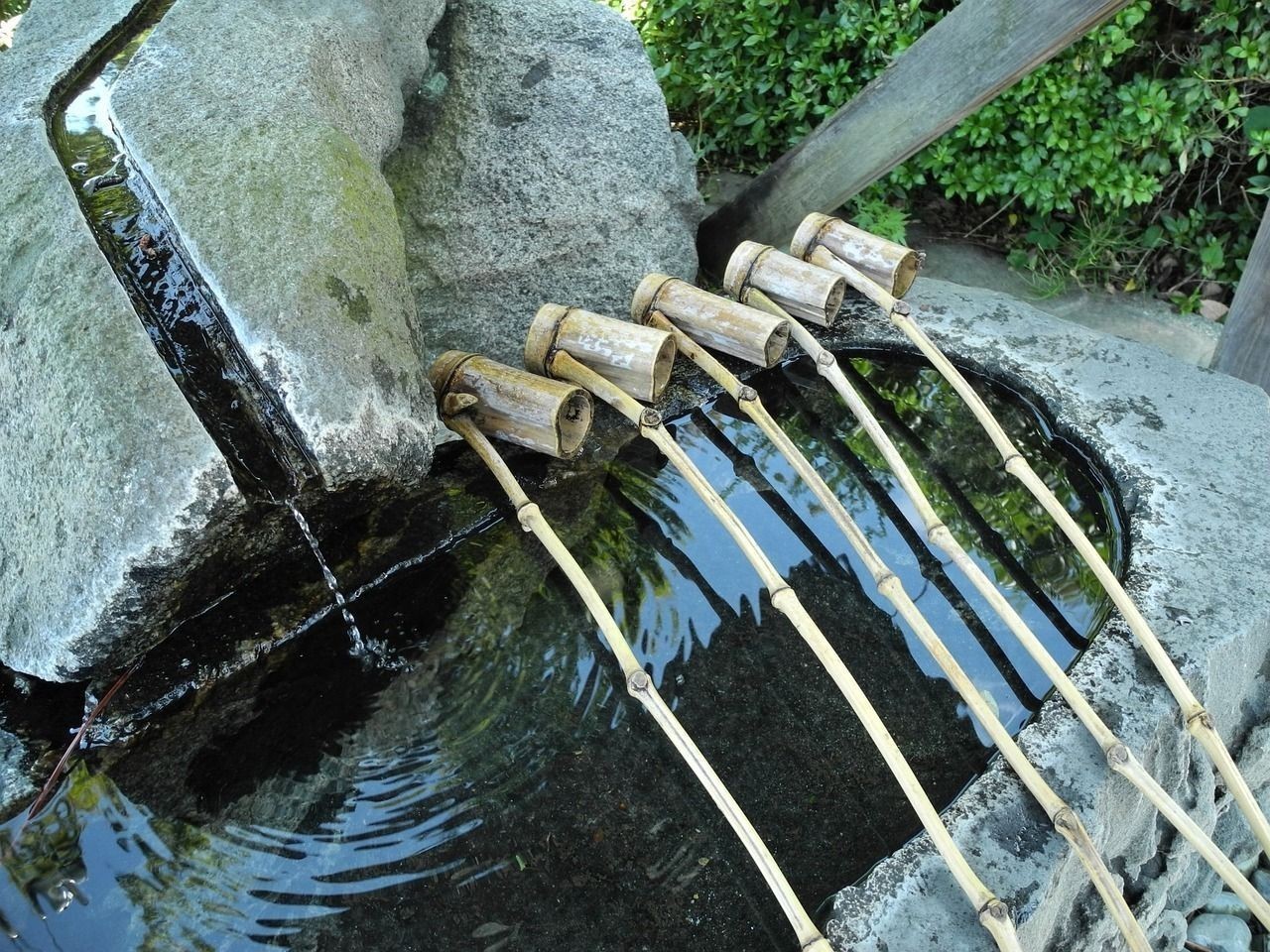 龍利魚和巴沙魚的區(qū)別（巴沙魚和龍利魚柳和龍利魚的區(qū)別，巴沙魚和龍利魚柳的區(qū)別） 龍利魚和巴沙魚的區(qū)別（巴沙魚和龍利魚柳和龍利魚的區(qū)別，巴沙魚和龍利魚柳的區(qū)別） 觀賞魚百科 第2張