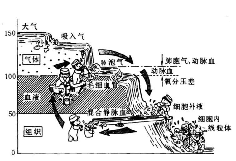 如何模擬生理氧分壓？（模擬生理氧分壓的一個基本流程）
