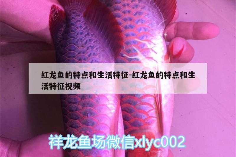 紅龍魚的特點和生活特征:紅龍魚的特點和生活特征視頻（紅龍魚的特點和生活習性和生活習性和生活習性和需求）