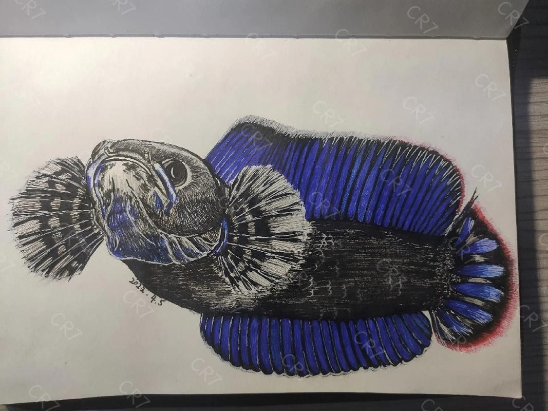 給我一張雷龍魚的素描畫（手繪線描龍魚）
