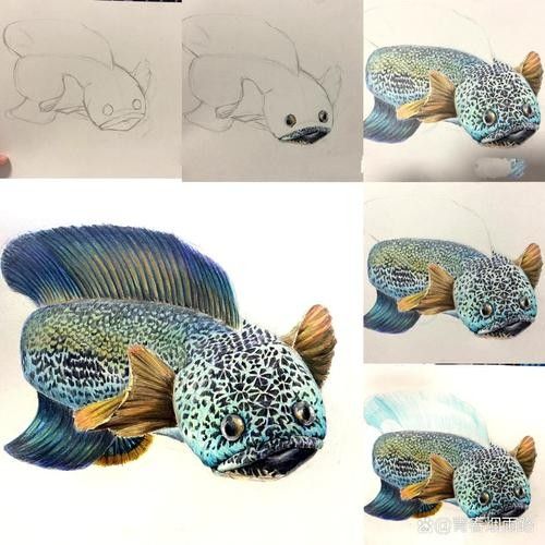 給我一張雷龍魚的素描畫（手繪線描龍魚）