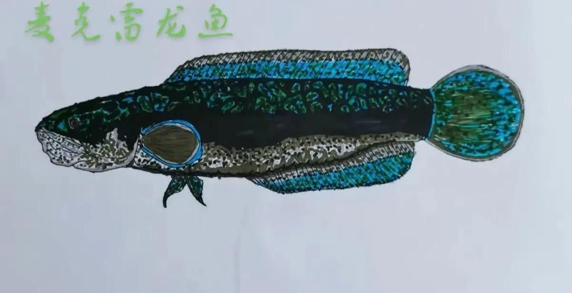 給我一張雷龍魚的素描畫（手繪線描龍魚）