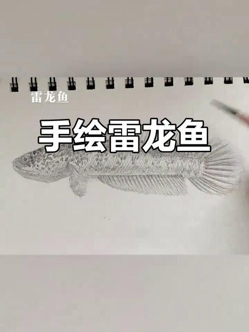 給我一張雷龍魚的素描畫（手繪線描龍魚）