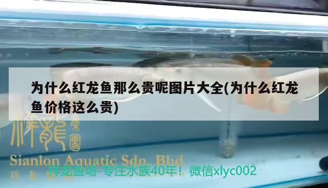 為什么紅龍魚那么貴呢圖片大全(為什么紅龍魚價格這么貴)（為什么紅龍魚價格這么貴呢圖片大全）