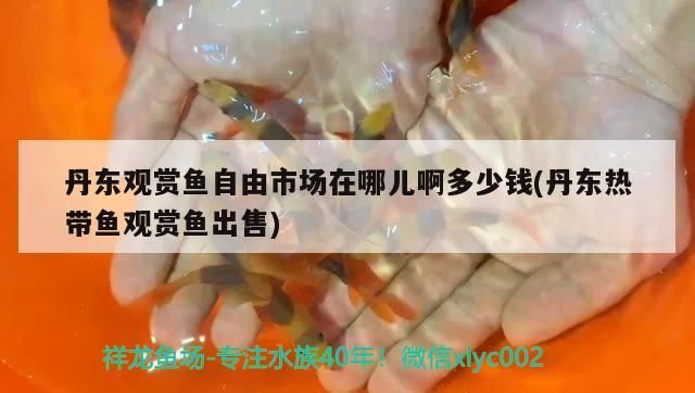 丹東觀賞魚(yú)自由市場(chǎng)在哪兒啊多少錢(丹東熱帶魚(yú)觀賞魚(yú)出售)（丹東觀賞魚(yú)自由市場(chǎng)在哪兒啊）