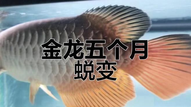 金龍魚(yú)顏色變化有多大（五個(gè)月金龍魚(yú)變化大揭秘鱗片油亮紫藍(lán)底顯現(xiàn)林空鹿飲溪）