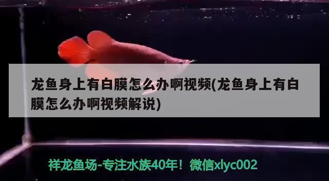 龍魚身上有白膜怎么辦啊視頻(龍魚身上有白膜怎么辦啊視頻解說)（龍魚身上有白膜怎么辦）