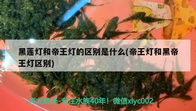 黑蓮燈和帝王燈的區別是什么(帝王燈和黑帝王燈區別)（黑蓮燈和帝王燈的區別）