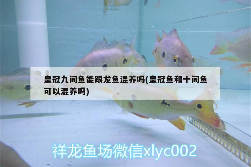皇冠九間魚能跟龍魚混養嗎(皇冠魚和十間魚可以混養嗎)（皇冠九間魚能跟龍魚混養嗎）