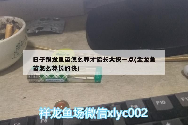 白子銀龍魚苗怎么養(yǎng)才能長大快一點(金龍魚苗怎么養(yǎng)長的快)（白子銀龍魚的家庭養(yǎng)殖方法）