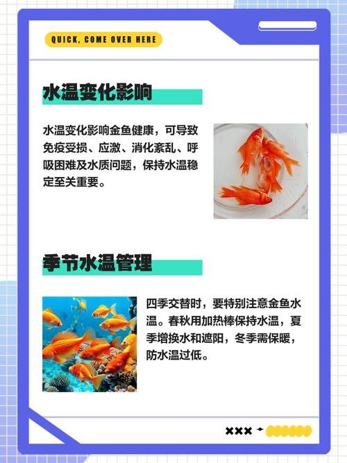 金龍魚(yú)低溫時(shí)的保暖方法（金龍魚(yú)在低溫時(shí)的保暖方法）