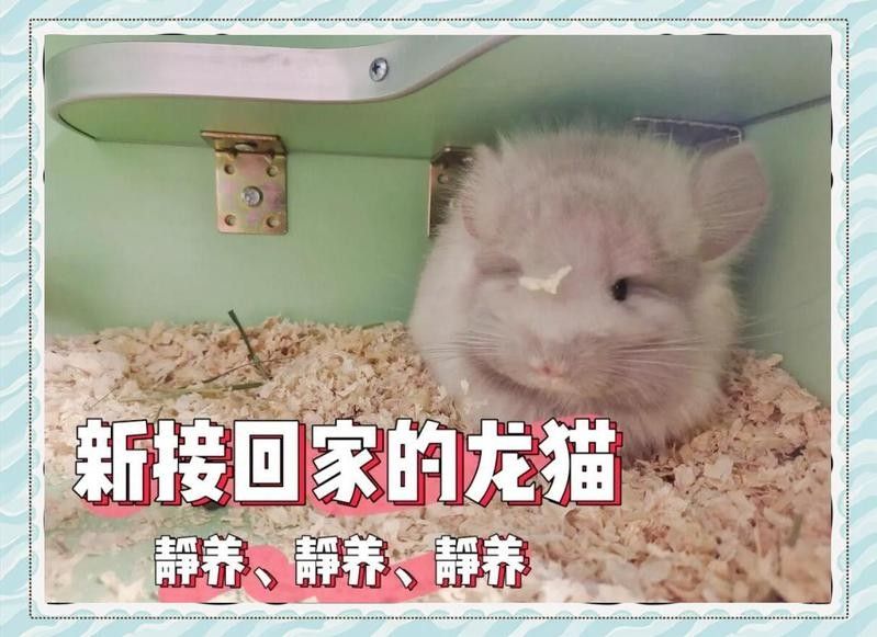 龍貓多久會(huì)適應(yīng)新環(huán)境？（龍貓適應(yīng)新環(huán)境的關(guān)鍵時(shí)間節(jié)點(diǎn)）