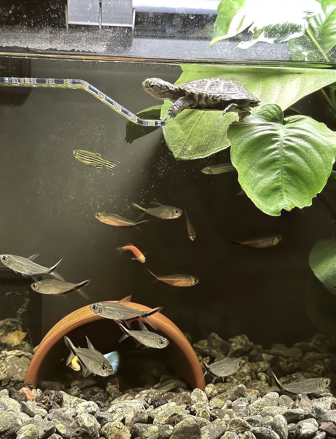 有哪些常見的混養生物沖突？（養生物沖突是指在同一環境中不同物種之間的捕食關系）