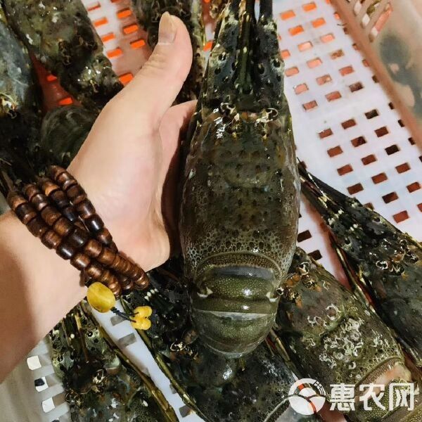 嘉興龍魚批發有最低起批量嗎（嘉興龍魚批發市場有哪些信譽良好的供應商？）